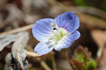 オオイヌノフグリの花