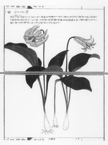 本草図譜カタクリ
