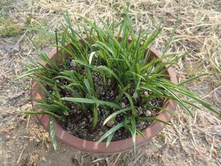 鉢植え