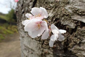 桜の花