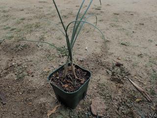 ノビルの鉢植え