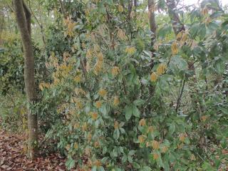 常緑樹の新芽
