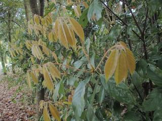常緑樹の新芽