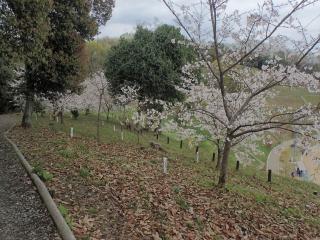 桜の開花