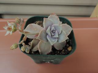 エケベリアの花