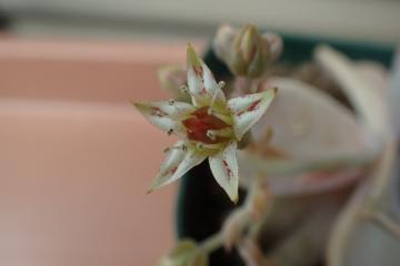 エケベリアの花