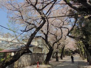 桜並木
