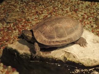 クサガメ
