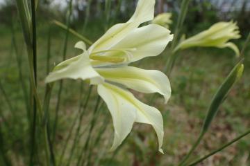 早咲きグラジオラスの花
