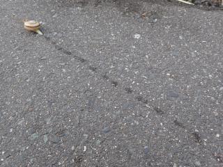 カタツムリの足跡