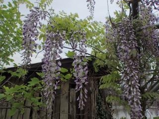 藤の花