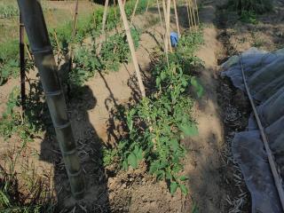 トマト購入苗