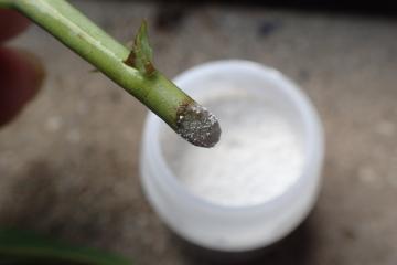 挿し穂の根本