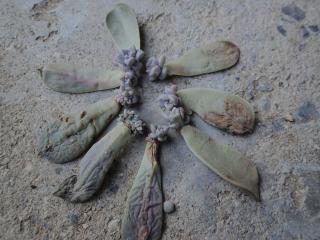 葉から新芽
