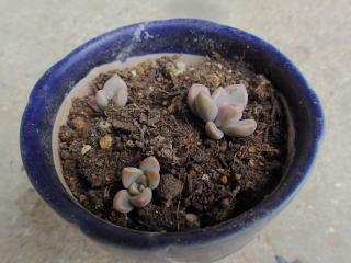 脇芽挿し