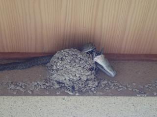 ヘビに襲われたツバメ