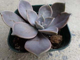 頂点挿し
