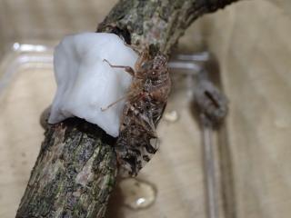 セミの餌やり