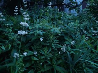 ヤブミョウガの花