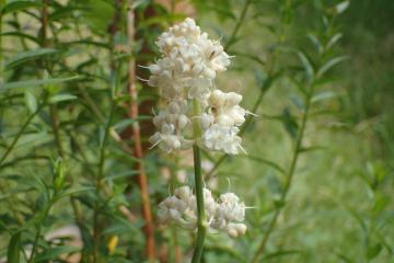 ヤブミョウガの花
