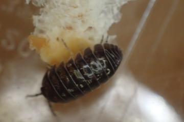 メスのダンゴムシ