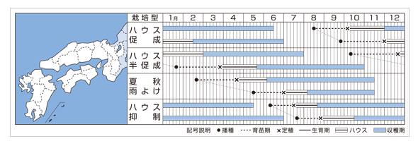 千果99栽培適期表