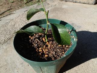 ブルーベリーの植え替え