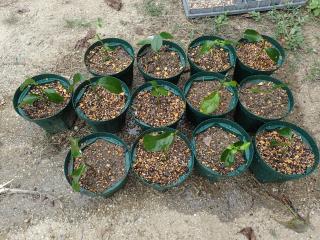 ブルーベリーの植え替え