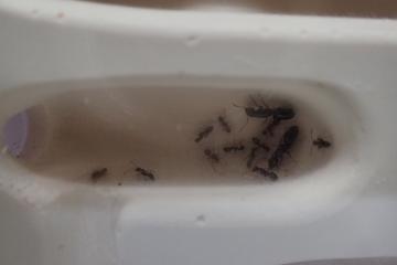 巣の中のアリ