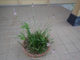花の咲いたツルボ