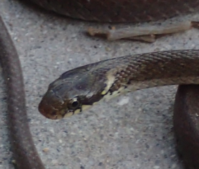 ヒバカリの見分け方