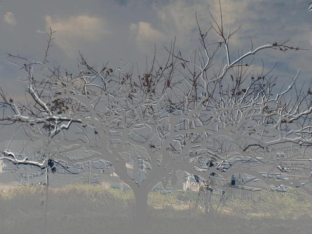 柿剪定した枝の写真