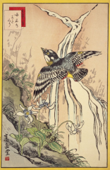生写四十八鷹　啄木鳥　かたくり