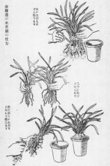金陵辺キンリョウヘンの株分け方法