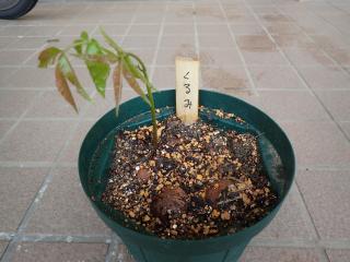 クルミの芽