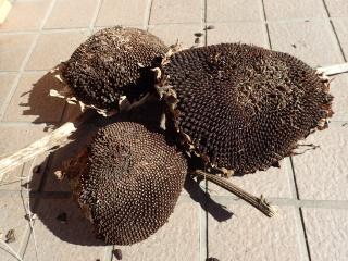 ヒマワリの種
