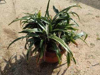 植え替え前