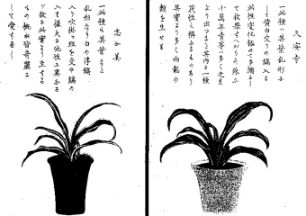 オモト(万年青)