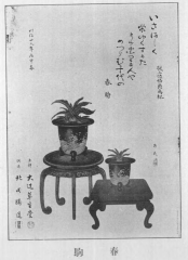 オモト(万年青)