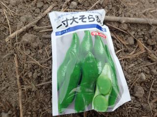一寸おおそらまめ