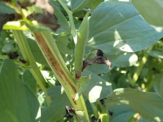 ソラマメの若い莢