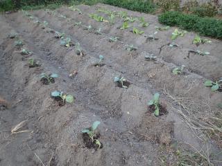 定植済の畑
