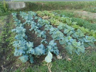 10月12日の野菜畑