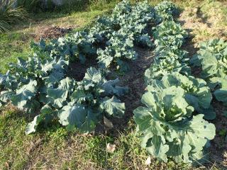 10月21日の野菜畑