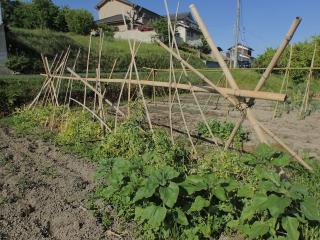 1年経過した棚