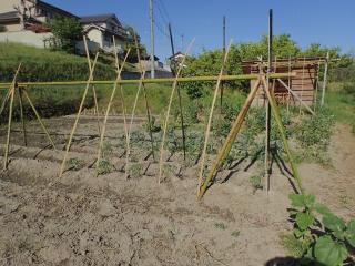 夏野菜用園芸支柱