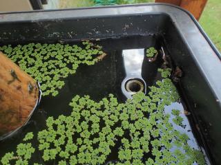 排水パイプ