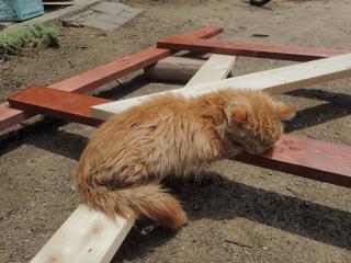 猫さん