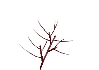 柿の切り戻し剪定