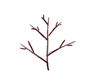 柿の切り戻し剪定